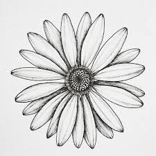 Daisy Daisydraw Flower Flowerdraw Drawing Art Cicek Papatya Cizimler Papatyalar Cizim