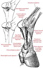 Horse Horses Quarter Horse Paint Horse Appaloosa Australian Stock Horse Australian Western Horse Showcase Notice B Horse Anatomy Horses Equine Veterinary