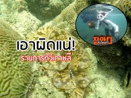 'หอยมือเสือ' หนุ่มถ่ายคลิปลองใช้นิ้วแหย่ ถูกฝาหนีบ เตือนถึงขั้นนิ้วขาดได้ # เรื่องเล่าเช้านี้ # ch3plus # ข่าวช่อง3 à¸«à¸­à¸¢à¸¡ à¸­à¹€à¸ª à¸­ à¸£à¸§à¸¡à¸‚ à¸²à¸§à¹€à¸ à¸¢à¸§à¸ à¸š à¸«à¸­à¸¢à¸¡ à¸­à¹€à¸ª à¸­ à¹€à¸£ à¸­à¸‡à¸£à¸²à¸§à¸‚à¸­à¸‡à¸«à¸­à¸¢à¸¡ à¸­à¹€à¸ª à¸­