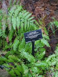 Image result for Dryopteridaceae