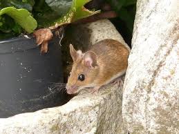 Oct 12, 2020 · peppermint oil to repel mice if you don't fancy a home full of peppermint plants, then you might prefer using peppermint oil instead. How To Keep Mice Out Of My Shed Pet Mice Blog Co Uk Getting Rid Of Mice How To Deter Mice Mouse Traps