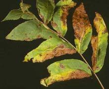 Image result for Walnut blight