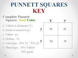Genetics and give us our basic, fundamental understanding of how traits work. T T Tt T Genetics Punnett Square T