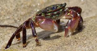 Image result for Craspedorhachis