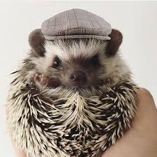 Hat Beret Model Puas Looking Sharp Follow This Little Guy S Mom Yulsuarez Hedgehog Pet Cute Animals Cute Hedgehog