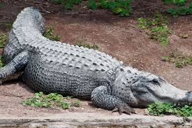 Soñar con cocodrilo gigante que muerde a las personas que aprecias, como amigos o familiares, significa que tienes que defender a los que están involucrados en la contienda, así no tengas nada que ver con lo que está sucediendo. Descubre El Significado De Sonar Con Cocodrilos Wemystic