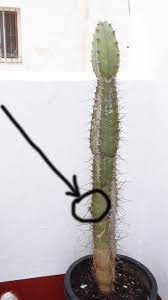 Continuando con la ronda de preguntas, le llegó el turno a vlad. Que Le Esta Saliendo A Mi Cactus