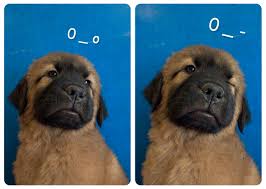 Charles peden psychic medium & animal communi. Wallpaper Animals Baby Arizona Rescue Bark Marshall Animal Cute Adorable Puppy Az O Care Center 00 Snout Dog Like Mammal Dog Breed Group Carnivoran Pup Dog Crossbreeds Dog Breed Tucson Immature