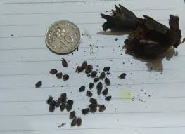 Bunga kantan atau nama saintifiknya dikenali sebagai etlingera elatior ini hidup subur pada suhu sederhana sejuk. Tips Cara Tanam Bunga Kantan Bukit Tapah Durian Orchard