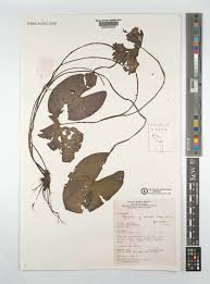 Image result for Nymphaea maculata