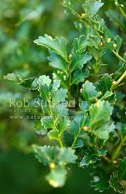 Image result for Phyllocladus trichomanoides