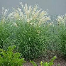 Adagio Grass Grasses Landscaping Landscape Design Landscape