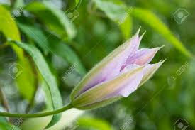 Check spelling or type a new query. Pink Flower Clematis Bud Stock Photo Picture And Royalty Free Image Image 83987267