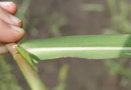 Image result for Panicum eickii