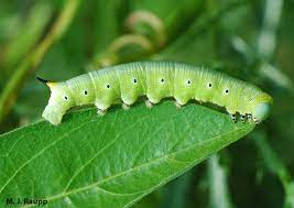 Check spelling or type a new query. Summer Hummer Hummingbird Moth I Hemaris Thysbe I Bug Of The Week
