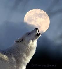Howling At The Moon The Best Song Beyaz Kurt Hayvanlar Wolf
