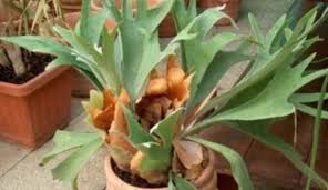 Image result for parožnatka Platycerium