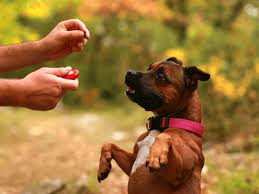 Maybe you would like to learn more about one of these? The Dog Trainer How Does Clicker Training Work Dog Trainer Quick And Dirty Tips