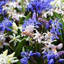 Should you plant early, as soon as you get them, or wait until frost? Top 11 Early Spring Blooming Bulbs Easy To Grow Bulbs