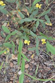 Image result for Rhynchosia totta