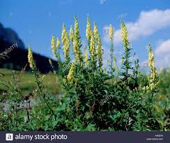 Wolfsbane Aconitum Vulparia Stock Photo 518521 Alamy Stock Photos Wild Flowers Garden Plants