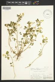 Image result for Trigonella anguina