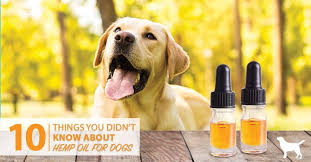 Hemp Oil For Dogs Top 10 Uses Dogs Naturally