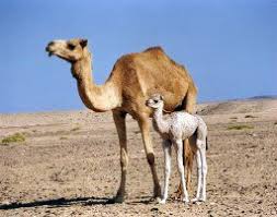Camels have many adaptations that allow them to live successfully in desert conditions. The Right Place