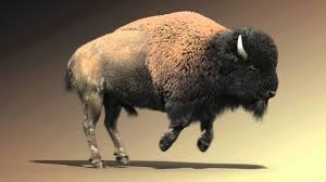 Bison Run Cycle Animation Run Cycle Animation Animation Reference