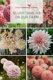 Dahlias On Our Farm Little Farmhouse Flowers Flower Farm Flower Farmer Growing Dahlias