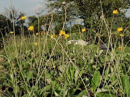 Image result for Haplocarpha