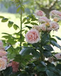 Flechtkorbe Vor Dem Kuchenfenster Wohnenundgarten Germaninteriorbloggers Solebich Tradgardsinspiration Garteng Beautiful Gardens Flowers Secret Garden