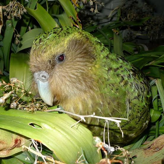 Thousands of Years of Inbreeding May Have Saved This Flightless Parrot From Extinction