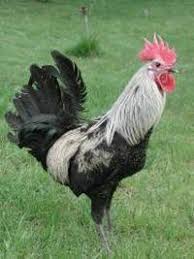Denizli Horozu Sustu Horoz