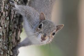 While mange can be fatal to squirrels as a result of exposure during the winter, full recovery is often observed in squirrels. Squirrel Alarm Calls Are Surprisingly Complex Wired