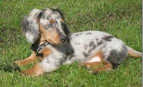 1 long hair blk/tan male, 1 long hair blk/tan female, and 1. Photo Gallery Washington State Dachshunds Our Past Present Puppies And Adults Dapple Dachshund Dachshund Puppy Long Haired Blue Dapple Dachshund