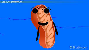 Plant cell contains less number of mitochondria than animal cell. What Is Mitochondria Definition Functions Video Lesson Transcript Study Com