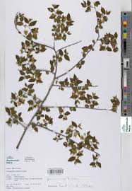 Image result for Grewia microcarpa