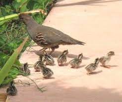 48 Our Quail Ideas Quail Button Quail Raising Quail