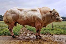 The belgian blue bull (i.imgur.com). Belgian Blue The Monster Cow Owlcation