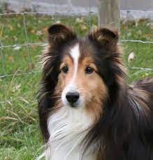 Border collie x shetland sheepdog. 17 Border Collie Mixes Charming Charismatic Collie Combos Collie Mix Sheep Dog Puppy Border Collie