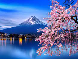 Each spring, the cherry blossoms lining washington dc's tidal basin burst into color in a beautiful display of floral fireworks. Japan S Famous Cherry Blossoms Bloomed Early This Year Due To Climate Change Times Of India Travel