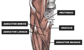 We think this is the most useful anatomy picture that you need. Groin Injury Comprehensive Recovery Guide Rugbystore Blog
