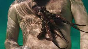 Best octopus quotes selected by thousands of our users! My Octopus Teacher 2020 Photo Gallery Imdb