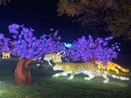 Open Nov 12 To Jan 30 Glowfari Lantern Festival At The Oakland Zoo 510 Families