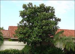 Magnolia Trees For Sale Evergreen Trees Magnolia Trees For Sale Tropical Backyard Magnolia Trees
