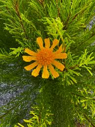 Image result for Andropogon canaliculatus