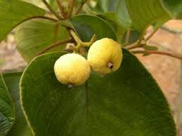 Image result for Guettarda