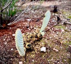 Image result for Dinebra caudata