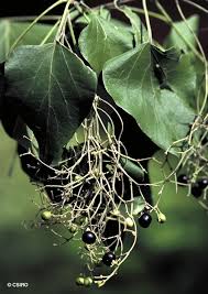 Image result for Premna velutina